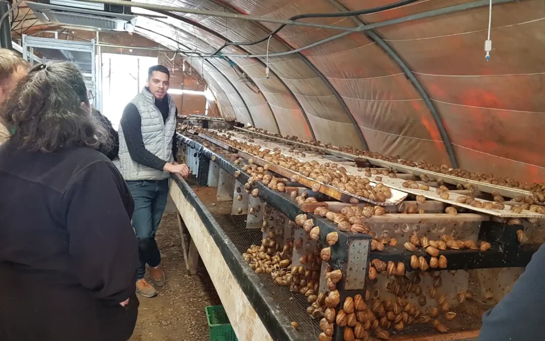 Elever des escargots