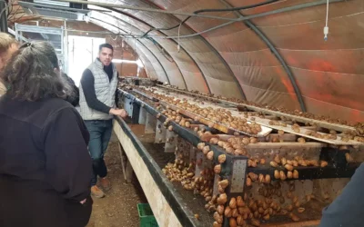 Elever des escargots